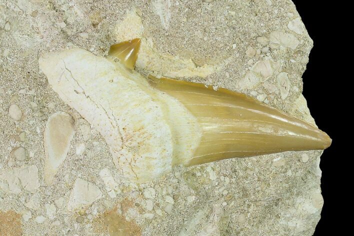 Otodus Shark Tooth Fossil in Rock - Eocene #135848